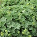 Alchemilla