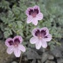 Erodium