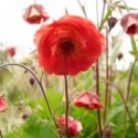 Geum