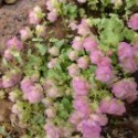 Origanum