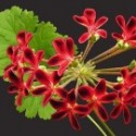 Pelargonium