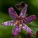 Tricyrtis