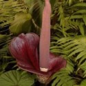 Amorphophallus