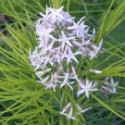 Amsonia