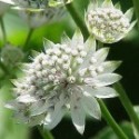 Astrantia