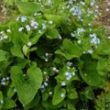 Brunnera