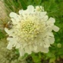 Cephalaria