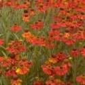 Helenium