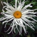 Leucanthemum