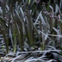 Ophiopogon