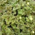 Adoxa