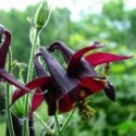 Aquilegia