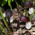 Arisarum