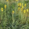 Asphodeline