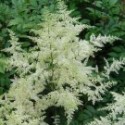 Astilbe