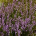 Calluna