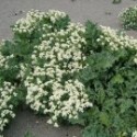Crambe