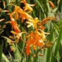 Crocosmia