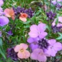 Erysimum