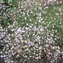 Gypsophilla