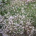 Gypsophilla