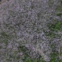 Limonium