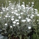 Lychnis