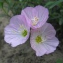 Oenothera