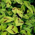 Persicaria