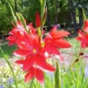 Schizostylis