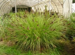 Pennisetum alopecuroïdes 'Japonicum'