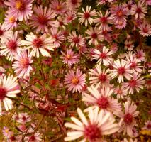 Aster laterifolius 'Pink Prelude'