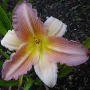 Hemerocallis 'China Bride'