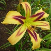 Hemerocallis 'Free Wheelin'