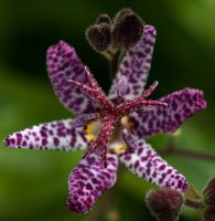 Tricyrtis hirta 'toad lily'