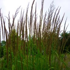 Calamagrostis acutiflora 'Karl Foerster'