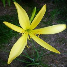 Hemerocallis citrina
