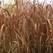 Miscanthus sacchariflorum