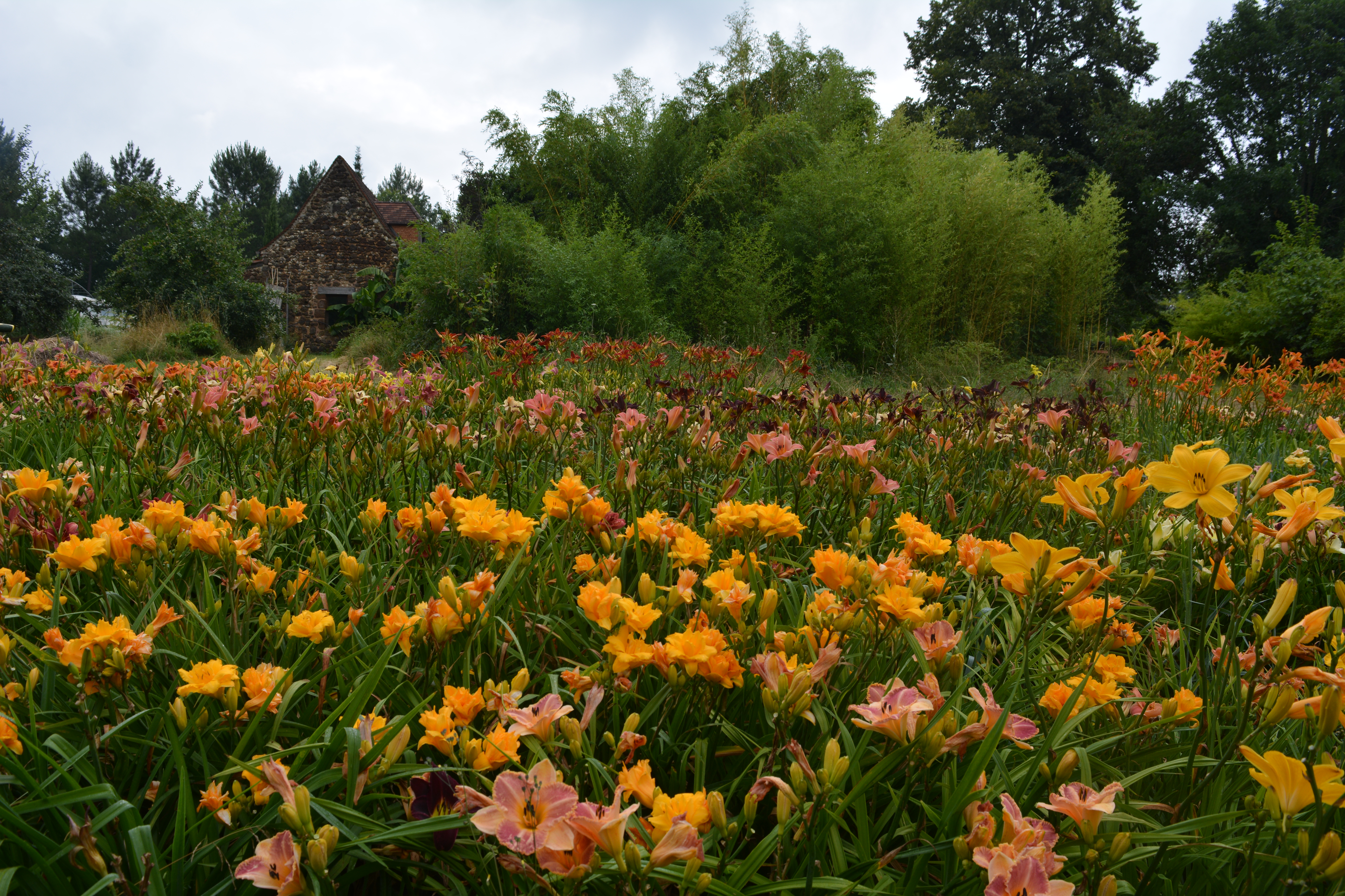 parterre hémérocalles