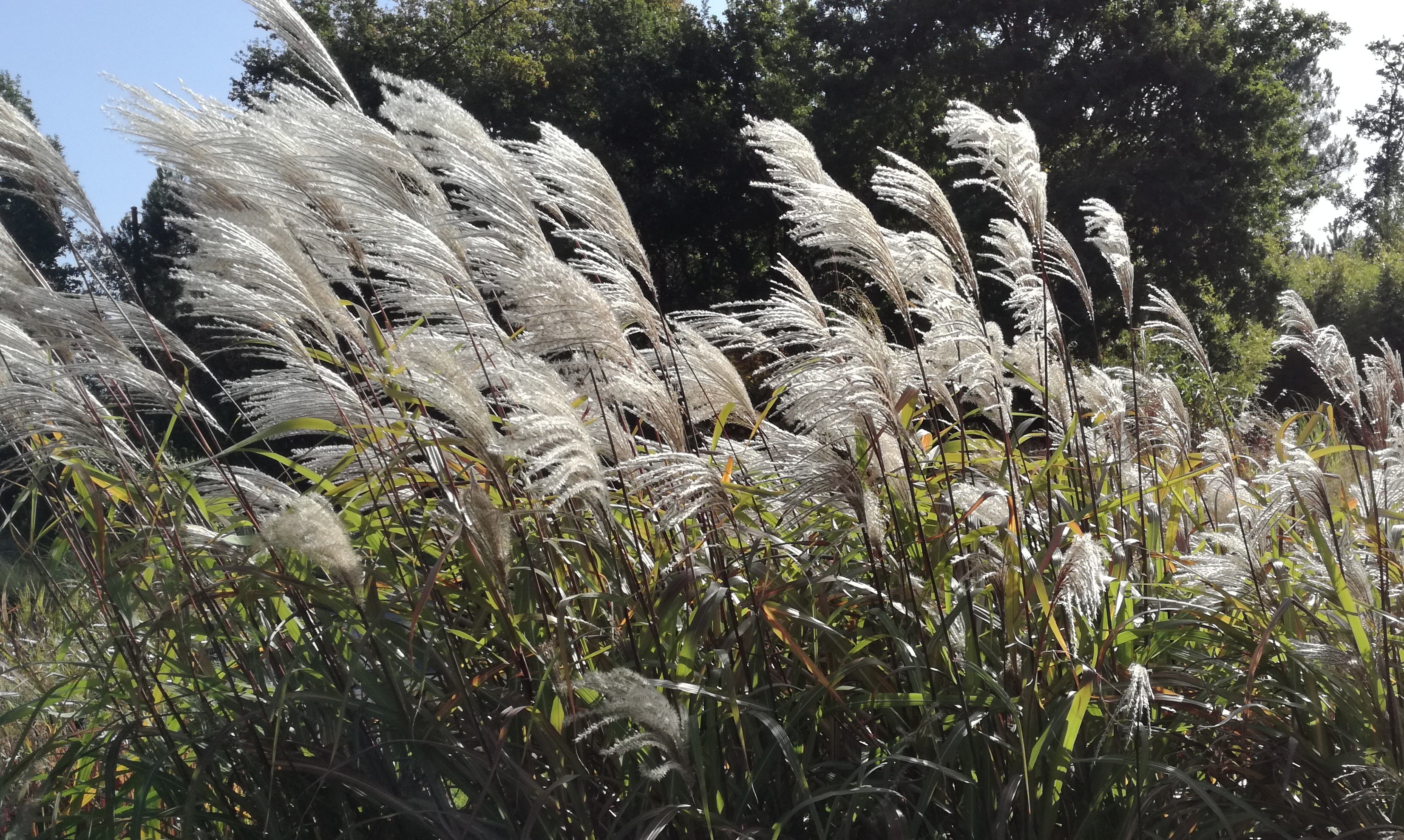 Miscanthus sinensis 'Poseïdon'